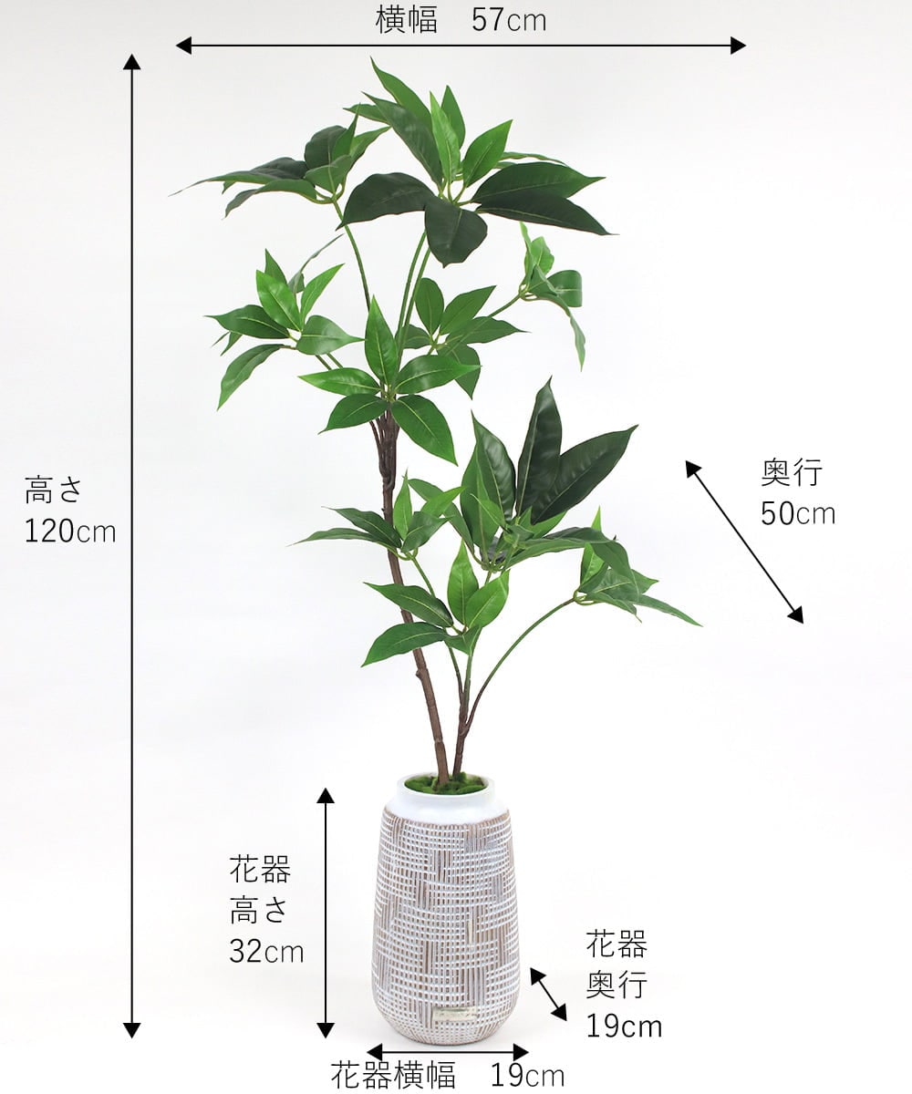 TUTTA30350 EMILIO ROBBA(エミリオ ロバ) ツピタンサス その他