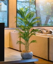 TUTTA38700 EMILIO ROBBA(エミリオ ロバ) パーム その他