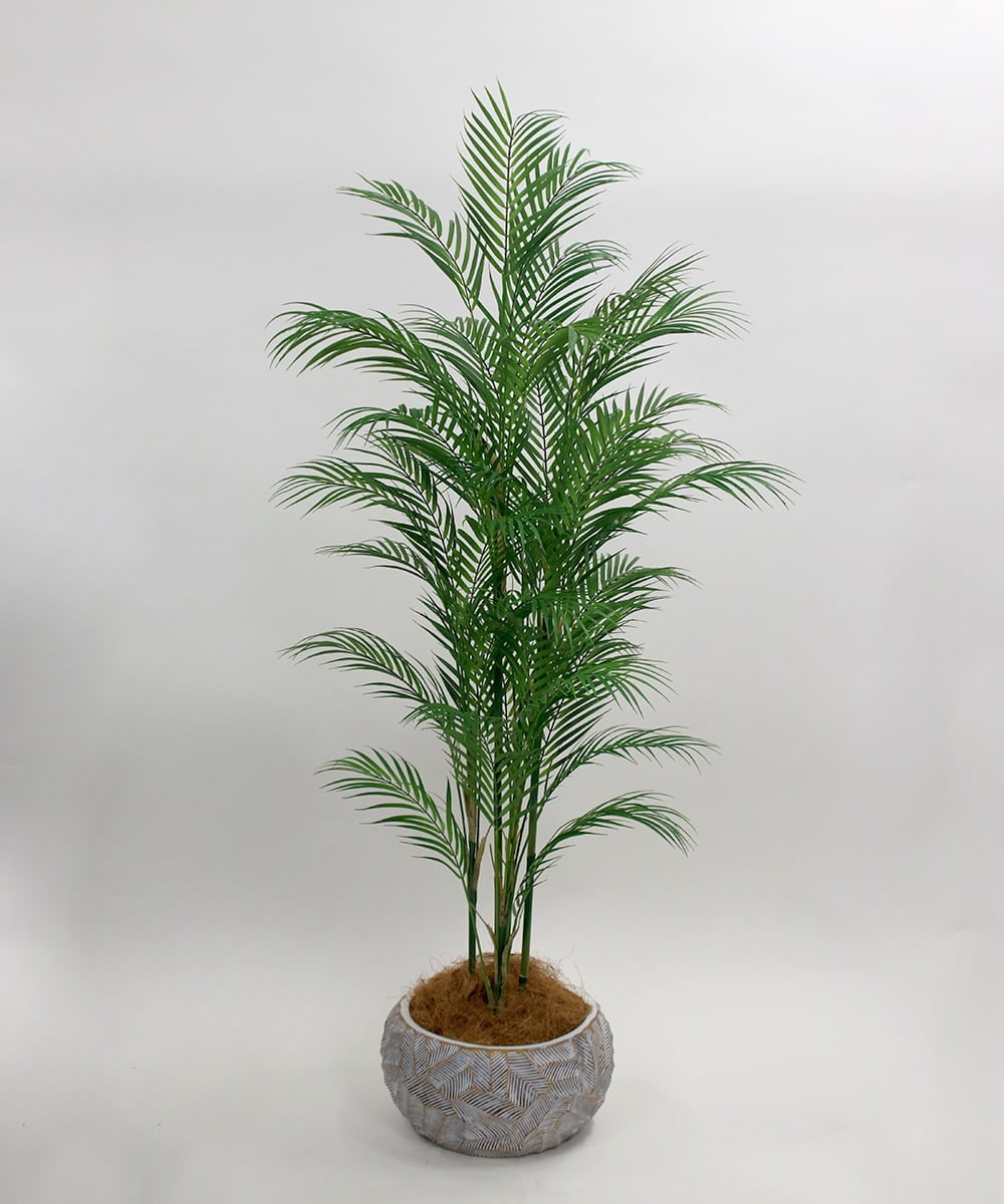 TUTTA38700 EMILIO ROBBA(エミリオ ロバ) パーム その他