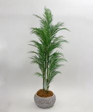 TUTTA38700 EMILIO ROBBA(エミリオ ロバ) パーム その他