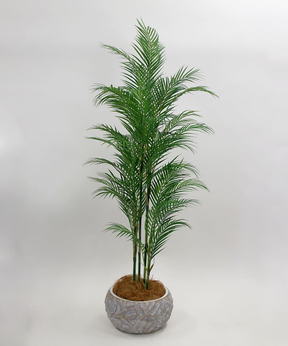 TUTTA38700 EMILIO ROBBA(エミリオ ロバ) パーム その他