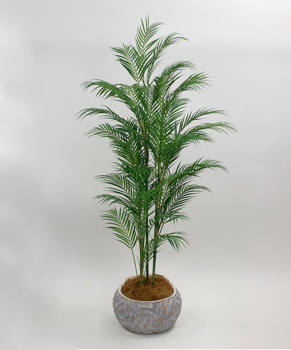 TUTTA38700 EMILIO ROBBA(エミリオ ロバ) パーム その他