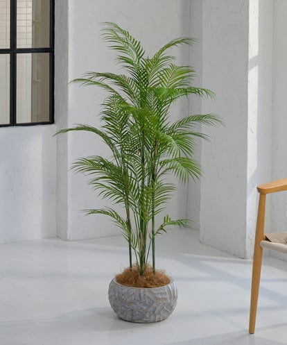 TUTTA38700  パーム