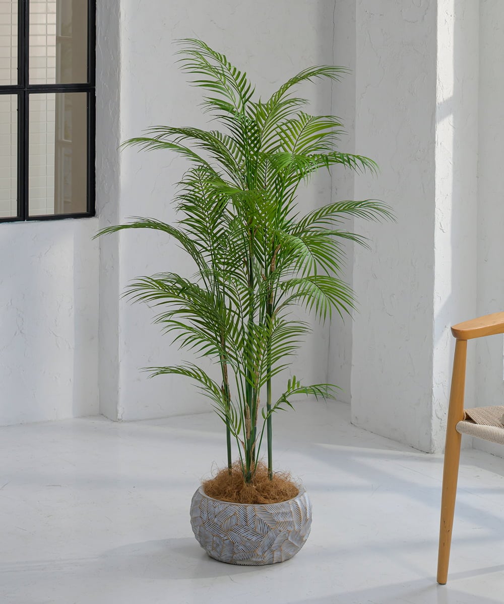 TUTTA38700 EMILIO ROBBA パーム