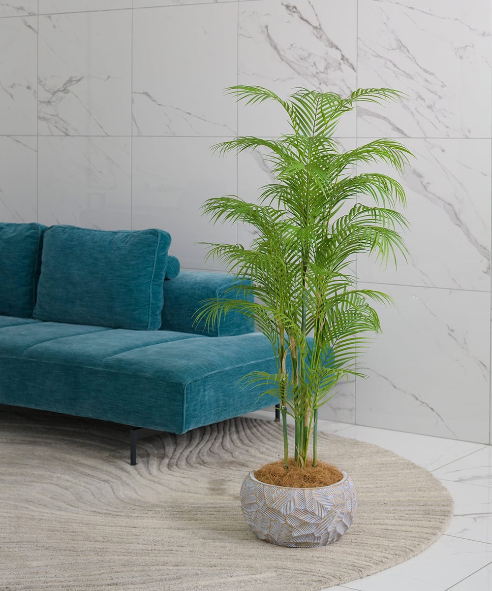 TUTTA38700 EMILIO ROBBA(エミリオ ロバ) パーム その他