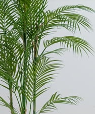 TUTTA38700 EMILIO ROBBA(エミリオ ロバ) パーム その他