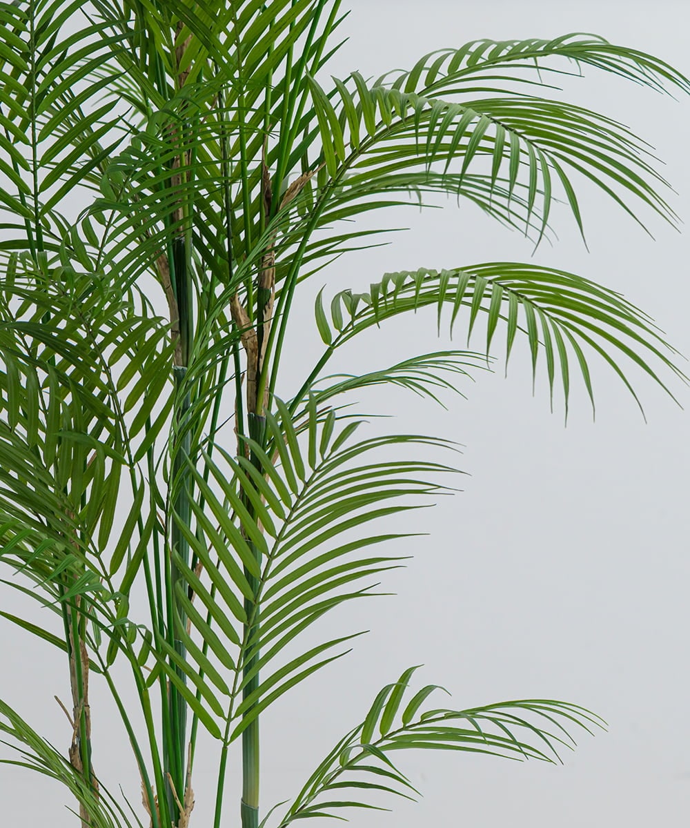 TUTTA38700 EMILIO ROBBA(エミリオ ロバ) パーム その他