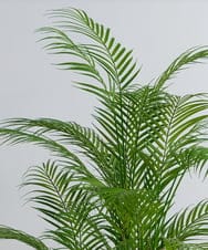 TUTTA38700 EMILIO ROBBA(エミリオ ロバ) パーム その他