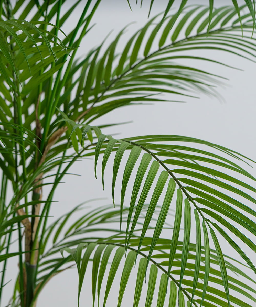 TUTTA38700 EMILIO ROBBA(エミリオ ロバ) パーム その他