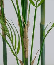 TUTTA38700 EMILIO ROBBA(エミリオ ロバ) パーム その他