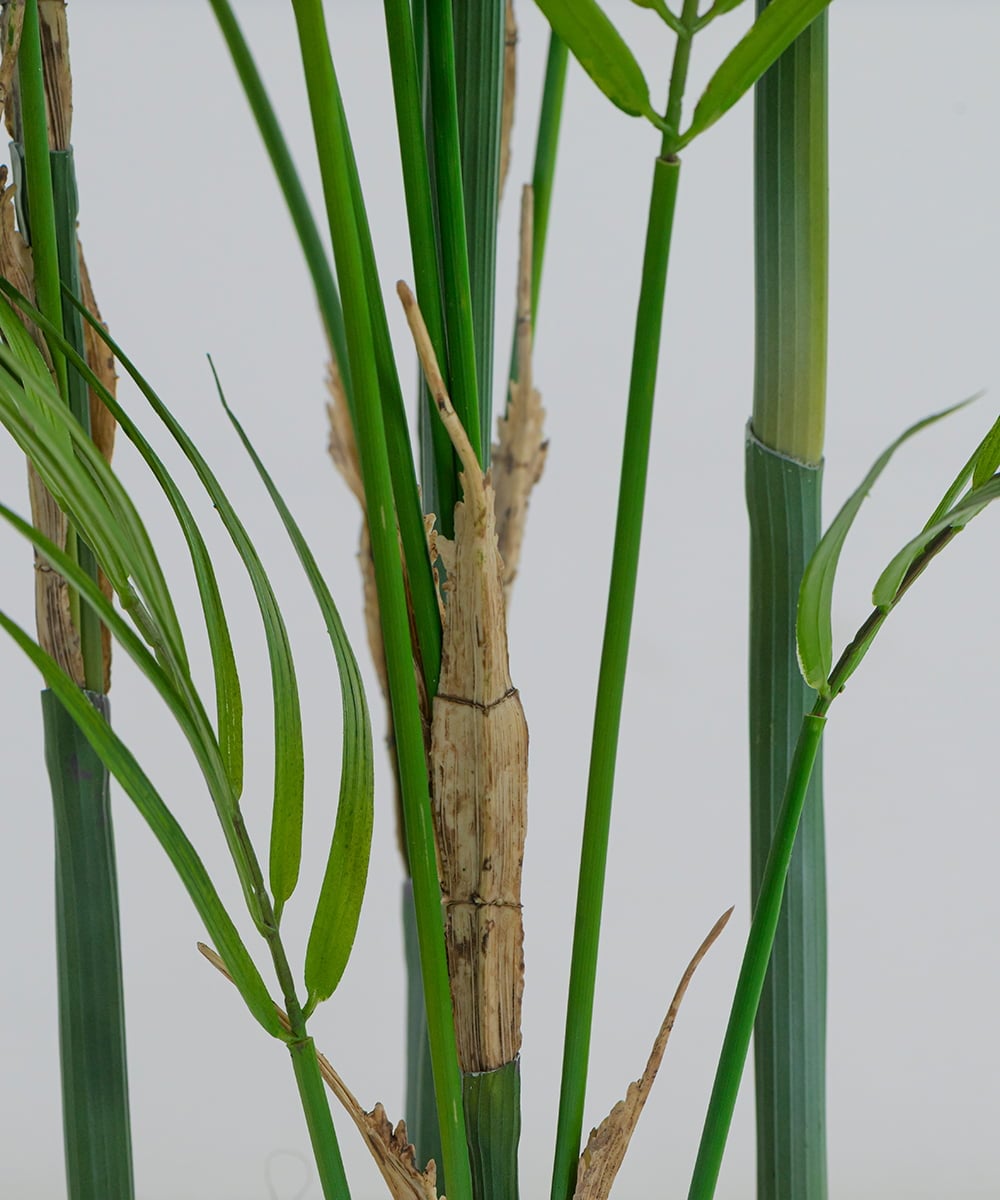 TUTTA38700 EMILIO ROBBA(エミリオ ロバ) パーム その他