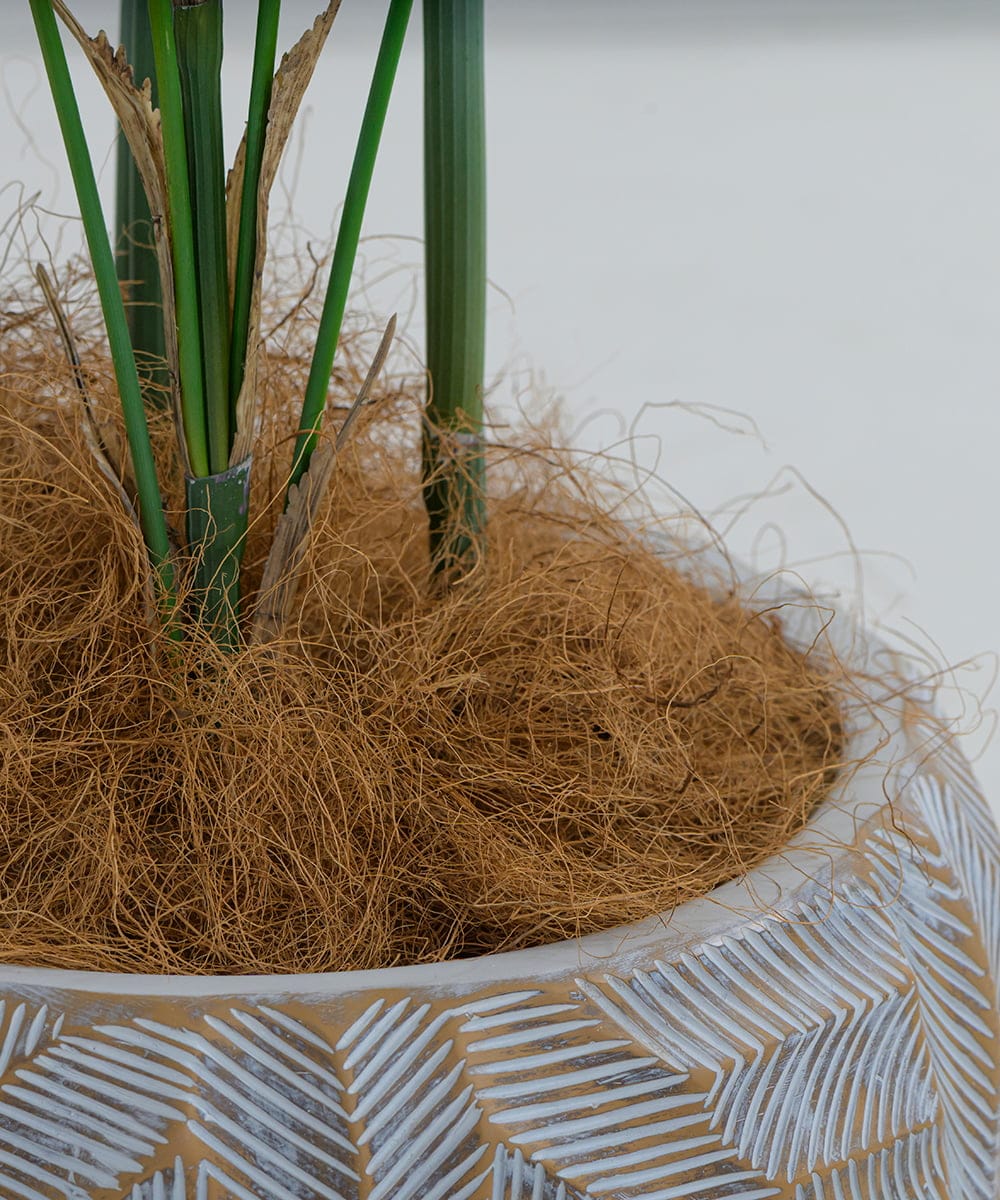 TUTTA38700 EMILIO ROBBA(エミリオ ロバ) パーム その他