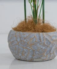 TUTTA38700 EMILIO ROBBA(エミリオ ロバ) パーム その他