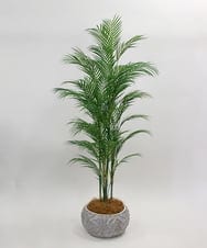 TUTTA38700 EMILIO ROBBA(エミリオ ロバ) パーム その他