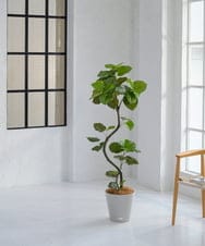 TUTTA85750 EMILIO ROBBA(エミリオ ロバ) ウンベラータ その他