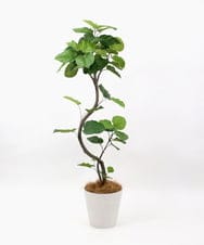 TUTTA85750 EMILIO ROBBA(エミリオ ロバ) ウンベラータ その他