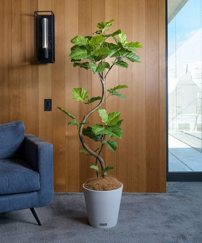 TUTTA85750  ウンベラータ