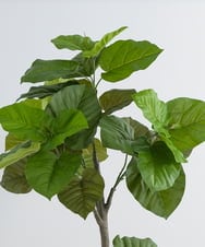 TUTTA85750 EMILIO ROBBA(エミリオ ロバ) ウンベラータ その他