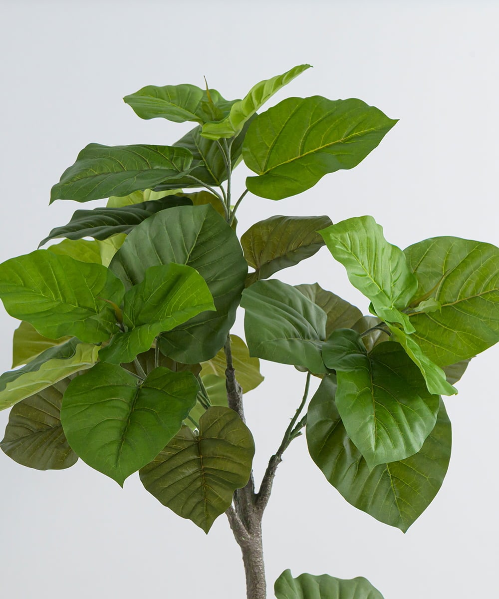 TUTTA85750 EMILIO ROBBA(エミリオ ロバ) ウンベラータ その他