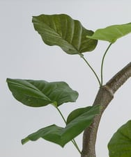 TUTTA85750 EMILIO ROBBA(エミリオ ロバ) ウンベラータ その他