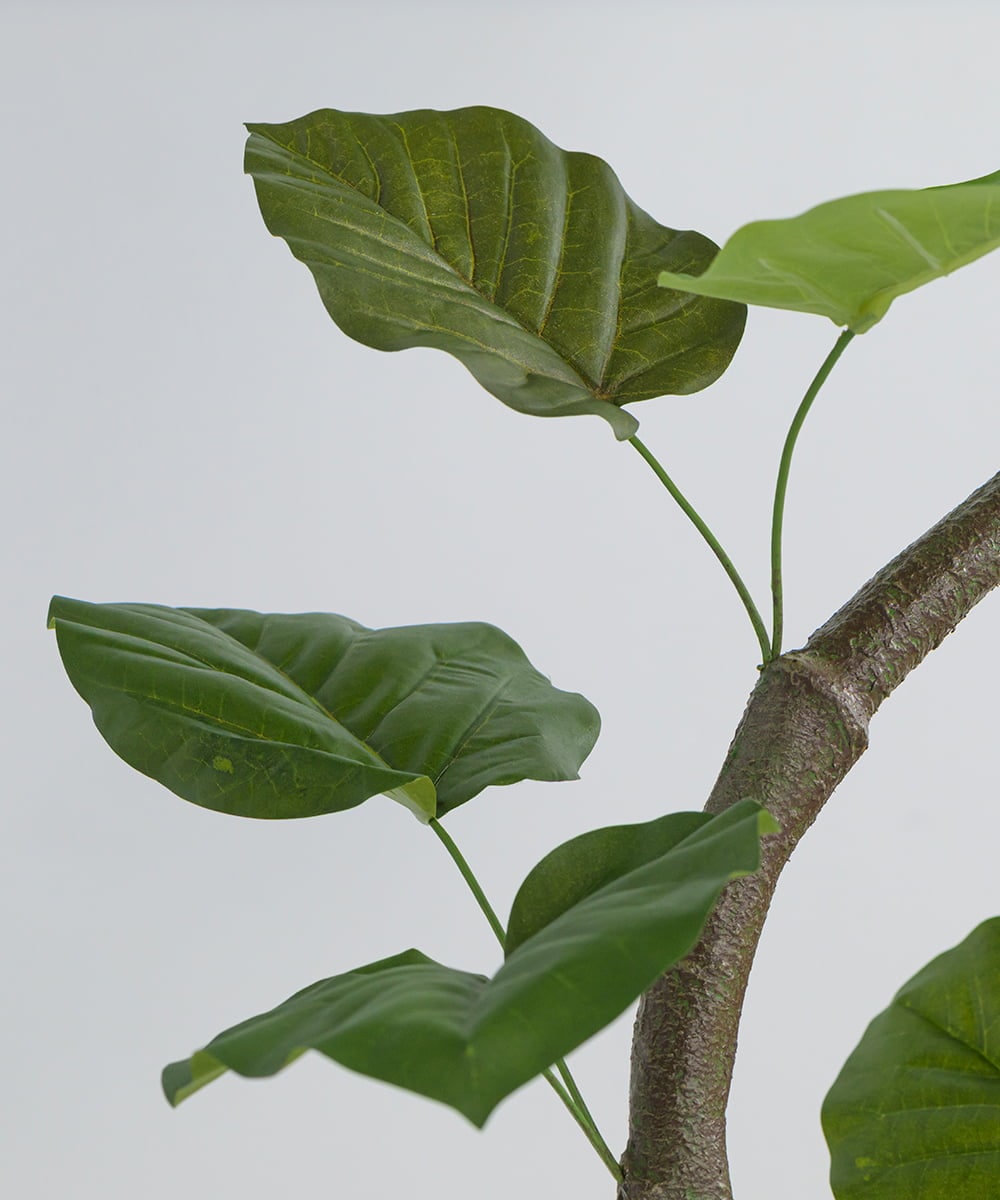 TUTTA85750 EMILIO ROBBA(エミリオ ロバ) ウンベラータ その他