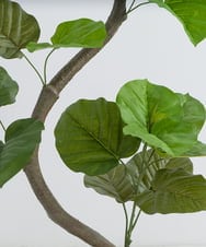 TUTTA85750 EMILIO ROBBA(エミリオ ロバ) ウンベラータ その他