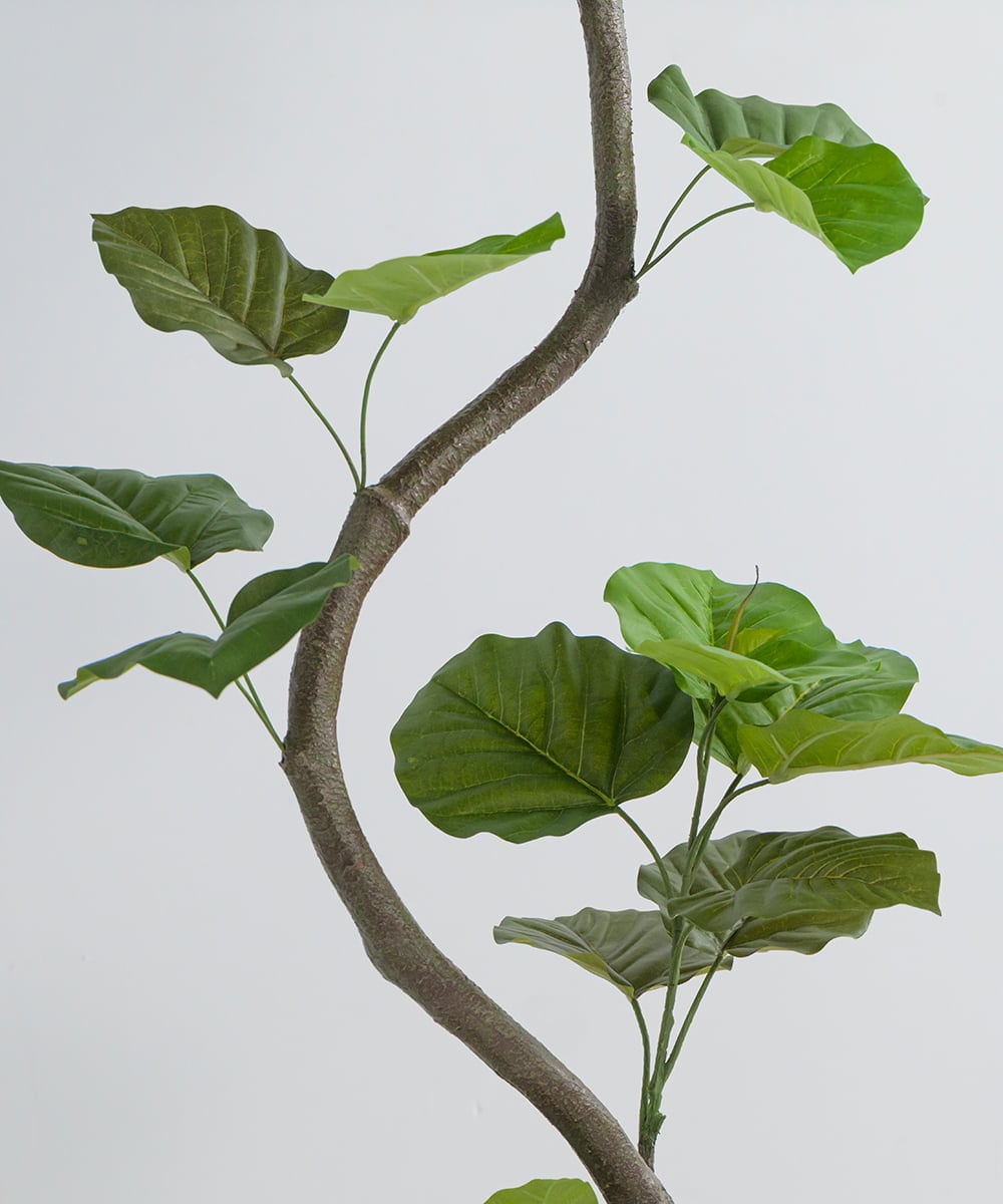 TUTTA85750 EMILIO ROBBA(エミリオ ロバ) ウンベラータ その他