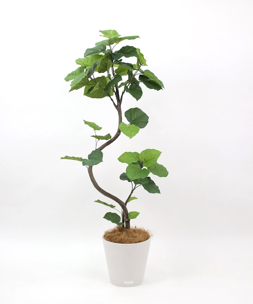 TUTTA85750 EMILIO ROBBA(エミリオ ロバ) ウンベラータ その他