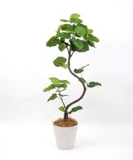 TUTTA85750 EMILIO ROBBA(エミリオ ロバ) ウンベラータ その他