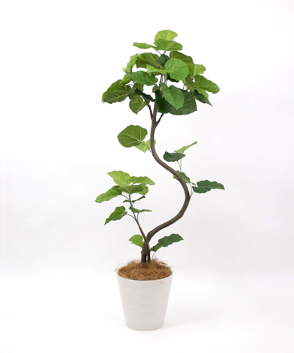 TUTTA85750 EMILIO ROBBA(エミリオ ロバ) ウンベラータ その他