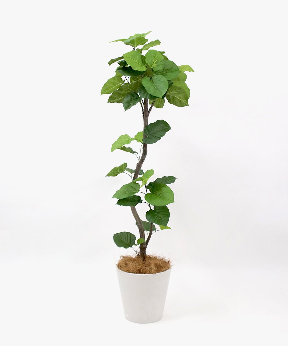 TUTTA85750 EMILIO ROBBA(エミリオ ロバ) ウンベラータ その他