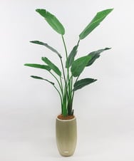 TUTTS29750 EMILIO ROBBA(エミリオ ロバ) オーガスタ その他