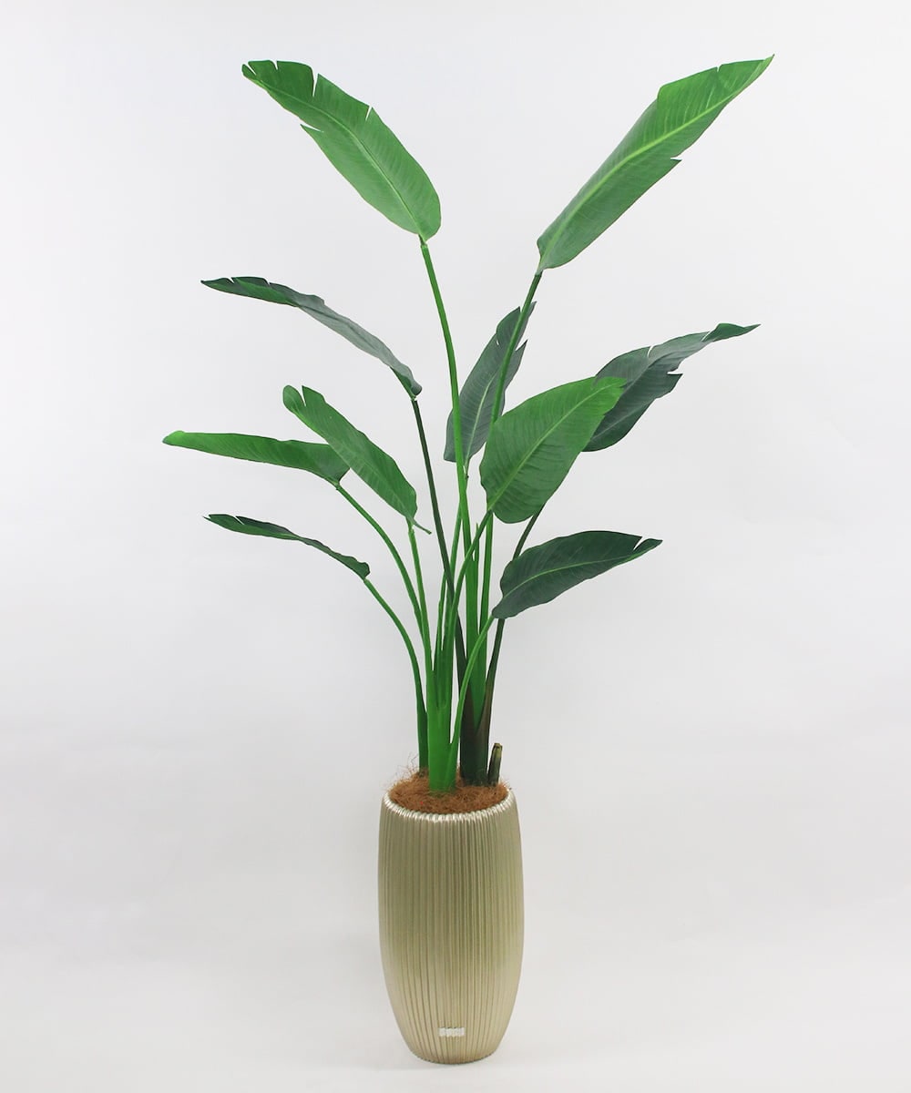 TUTTS29750 EMILIO ROBBA(エミリオ ロバ) オーガスタ その他