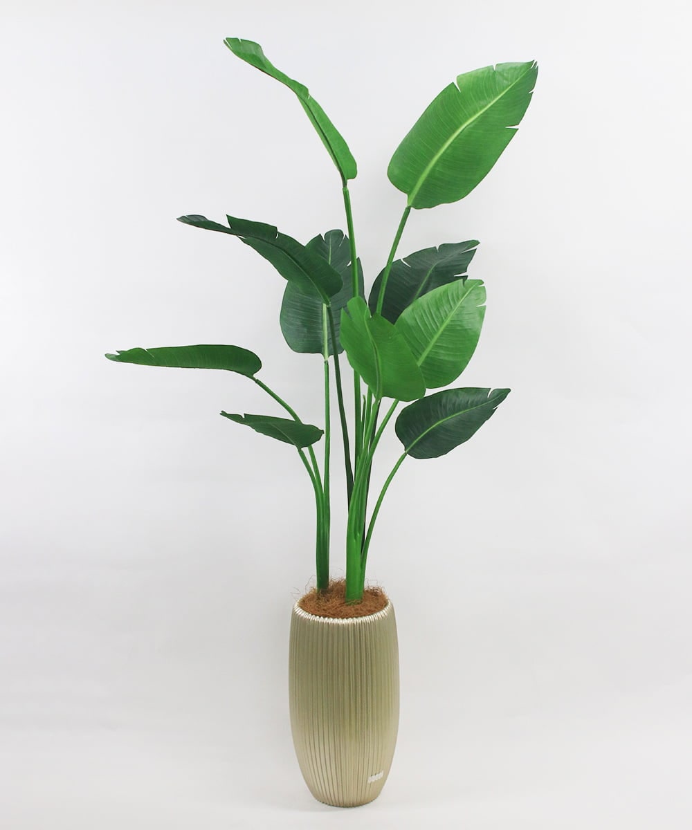 TUTTS29750 EMILIO ROBBA(エミリオ ロバ) オーガスタ その他