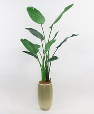 TUTTS29750 EMILIO ROBBA(エミリオ ロバ) オーガスタ その他