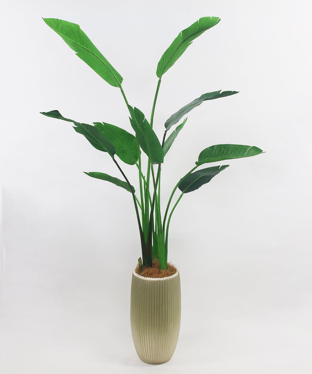 TUTTS29750 EMILIO ROBBA(エミリオ ロバ) オーガスタ その他