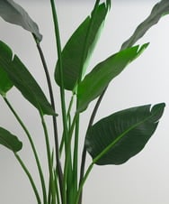 TUTTS29750 EMILIO ROBBA(エミリオ ロバ) オーガスタ その他