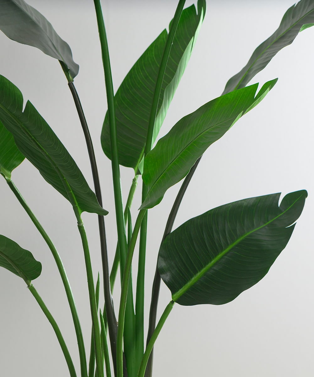 TUTTS29750 EMILIO ROBBA(エミリオ ロバ) オーガスタ その他