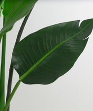 TUTTS29750 EMILIO ROBBA(エミリオ ロバ) オーガスタ その他