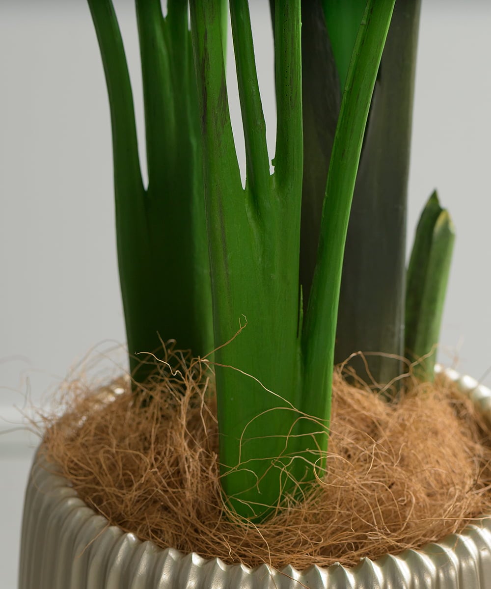 TUTTS29750 EMILIO ROBBA(エミリオ ロバ) オーガスタ その他