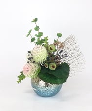 TUUAD66350 EMILIO ROBBA(エミリオ ロバ) バンクシア2L26 その他0000