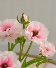 TUUED41160 EMILIO ROBBA(エミリオ ロバ) ラナンキュラス2M26-pk その他0000