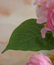 TUUED41160 EMILIO ROBBA(エミリオ ロバ) ラナンキュラス2M26-pk その他0000