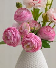 TUUED41160 EMILIO ROBBA(エミリオ ロバ) ラナンキュラス2M26-pk その他0000